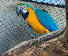 PCPR resgata araras e papagaios vítimas do tráfico de animais em Curitiba