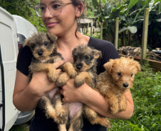 PCPR resgata mais de 130 cães vítimas de maus tratos e prende mulher em flagrante em Bocaiuva do Sul