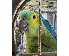 PCPR resgata araras e papagaios vítimas do tráfico de animais em Curitiba