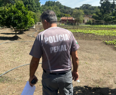 Horta no Complexo Médico Penal promove sustentabilidade e ocupação para custodiados
