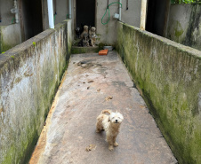 PCPR resgata mais de 130 cães vítimas de maus tratos e prende mulher em flagrante em Bocaiuva do Sul