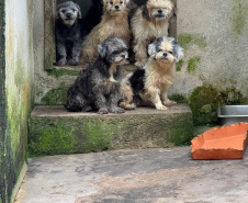 PCPR resgata mais de 130 cães vítimas de maus tratos e prende mulher em flagrante em Bocaiuva do Sul