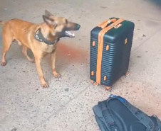 PMPR apreende 19 quilos de maconha na rodoviária de Curitiba