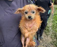 PCPR resgata mais de 130 cães vítimas de maus tratos e prende mulher em flagrante em Bocaiuva do Sul