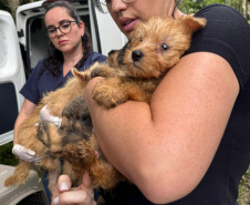 PCPR resgata mais de 130 cães vítimas de maus tratos e prende mulher em flagrante em Bocaiuva do Sul
