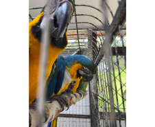 PCPR resgata araras e papagaios vítimas do tráfico de animais em Curitiba
