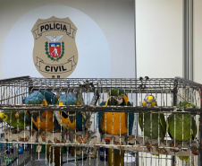 PCPR resgata araras e papagaios vítimas do tráfico de animais em Curitiba