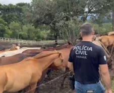 PCPR prende homem por maus tratos e resgata mais de 40 cavalos em Piraquara