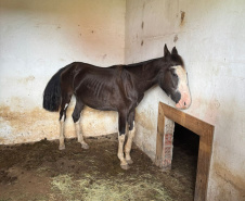 PCPR prende homem por maus tratos e resgata mais de 40 cavalos em Piraquara