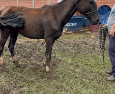 PCPR prende homem por maus tratos e resgata mais de 40 cavalos em Piraquara