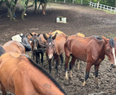 PCPR prende homem por maus tratos e resgata mais de 40 cavalos em Piraquara