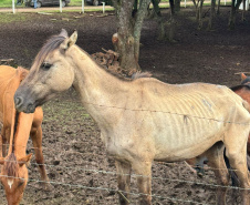 PCPR prende homem por maus tratos e resgata mais de 40 cavalos em Piraquara