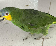 PCPR resgata papagaio vítima do tráfico de animais em Matinhos