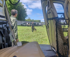 Pela 1ª vez, PCPR treina cães farejadores em aeronaves para ambientação de operações
