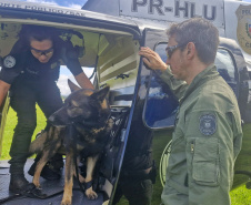 Pela 1ª vez, PCPR treina cães farejadores em aeronaves para ambientação de operações
