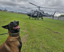 Pela 1ª vez, PCPR treina cães farejadores em aeronaves para ambientação de operações