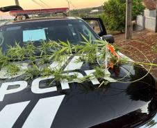 PCPR e PMPR prendem quatro pessoas em operação em Santo Antônio do Sudoeste