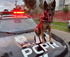 PCPR cumpre 36 mandados contra organização ligada ao tráfico e lavagem de dinheiro