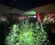 Polícia Militar localiza estufa com 415 pés de maconha em Campo Largo