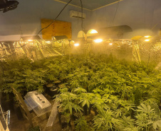 Polícia Militar localiza estufa com 415 pés de maconha em Campo Largo