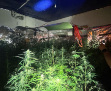 Polícia Militar localiza estufa com 415 pés de maconha em Campo Largo