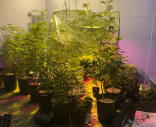 Polícia Militar localiza estufa com 415 pés de maconha em Campo Largo