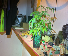 Polícia Militar localiza estufa com 415 pés de maconha em Campo Largo