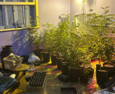Polícia Militar localiza estufa com 415 pés de maconha em Campo Largo