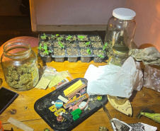Polícia Militar localiza estufa com 415 pés de maconha em Campo Largo