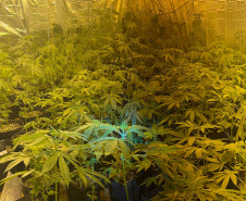 Polícia Militar localiza estufa com 415 pés de maconha em Campo Largo