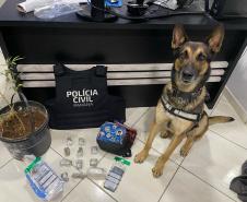 PCPR prende 12 pessoas em operação de combate ao tráfico de drogas em Guarapuava