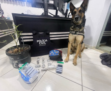 PCPR prende 12 pessoas em operação de combate ao tráfico de drogas em Guarapuava