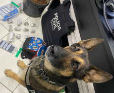 PCPR prende 12 pessoas em operação de combate ao tráfico de drogas em Guarapuava