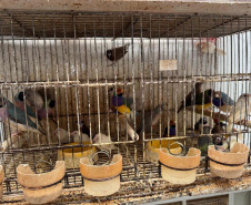 PCPR resgata mais de 5 mil aves exóticas em situação de maus-tratos em Arapongas