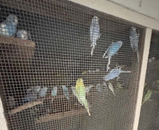 PCPR resgata mais de 5 mil aves exóticas em situação de maus-tratos em Arapongas