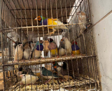 PCPR resgata mais de 5 mil aves exóticas em situação de maus-tratos em Arapongas