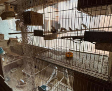 PCPR resgata mais de 5 mil aves exóticas em situação de maus-tratos em Arapongas