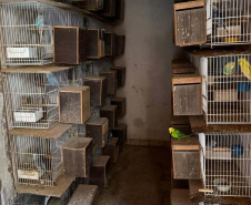 PCPR resgata mais de 5 mil aves exóticas em situação de maus-tratos em Arapongas