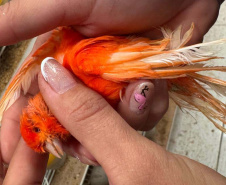 PCPR resgata mais de 5 mil aves exóticas em situação de maus-tratos em Arapongas