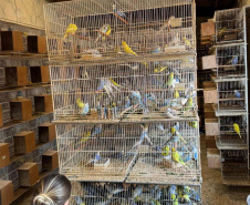PCPR resgata mais de 5 mil aves exóticas em situação de maus-tratos em Arapongas