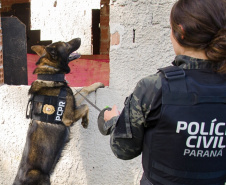 PCPR abre inscrições para o 1° Curso de Operações Policiais com Cães