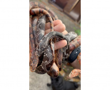 PCPR prende homem por tráfico de animais e apreende 215 aves exóticas e cobras em Imbituva