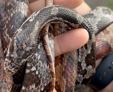 PCPR prende homem por tráfico de animais e apreende 215 aves exóticas e cobras em Imbituva