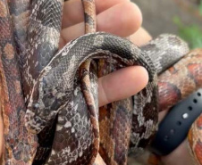 PCPR prende homem por tráfico de animais e apreende 215 aves exóticas e cobras em Imbituva