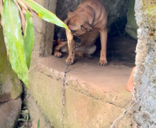 PCPR prende casal e resgata animais em situação de maus-tratos em canil clandestino em Antonina