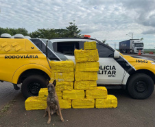 Paraná bate recorde de apreensão de drogas no 1.º trimestre: crescimento de 155%