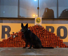 Paraná bate recorde de apreensão de drogas no 1.º trimestre: crescimento de 155%