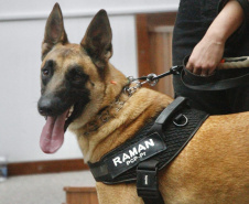 Cão da Polícia Científica detecta vestígios de sangue que olho humano não encontra