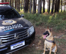 Cão da Polícia Científica detecta vestígios de sangue que olho humano não encontra