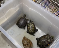 PCPR deflagra operação para desarticular um dos maiores grupos de tráfico internacional de animais do País